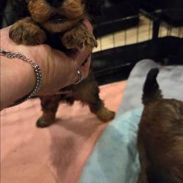 Pluto - Black & tan tri-color male Maltipoo puppy in Everett, Washington from Meadows Ranch