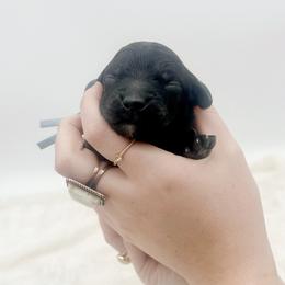 Lindt - Black male Goldendoodle puppy in North Carolina from Tuxedo Mountain Doodles