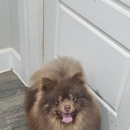 Butters - Pomeranian
