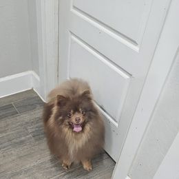 Butters - Pomeranian