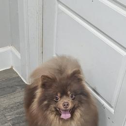 Butters - Pomeranian