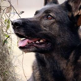 German Shepherds from Von Dem Flussufer