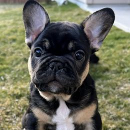 French Bulldogs from Frenchies DFW