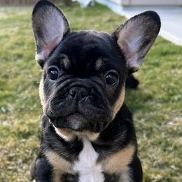 French Bulldogs from Frenchies DFW