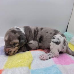 Savannah - Harlequin female Great Dane puppy in Kannapolis, North Carolina from Carolina Great Danes & Toy Poodles