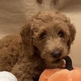 Goldendoodle Puppies from Dhalia’s Doodles