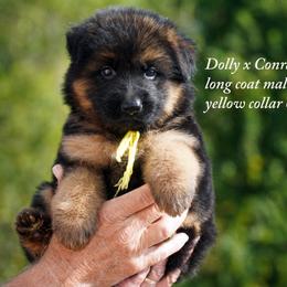 Yellow collar Dolly and Conrad litter - Black and red male German Shepherd puppy in Chrisney, Indiana from Indiana German Shepherds