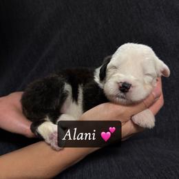Alani - Gray and white female Old English Sheepdog puppy in Bristol, Indiana from Ridgeruns OES