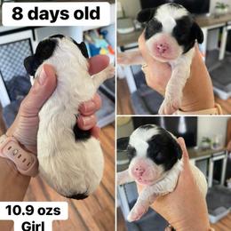 Girl 3 - Black and white female Cavapoo puppy in Mc Connellsburg, Pennsylvania from Mumma’s Standard Poodles