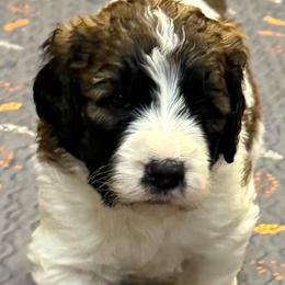 Periwinkle - Brown and white female Saint Berdoodle puppy in San Antonio, Texas from Mammoth Doodles