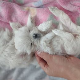 Companion Cross, Mal-Shi, Maltese, Maltipoo, Morkie, and Shih Tzu Puppies from Seeking Shalom Acres Maltese, Maltipoos & Havamalts