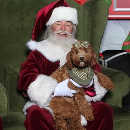 Goldendoodles from Diamond K Doodles