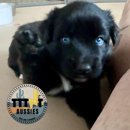 Soot Sprite - Black & white female Australian Shepherd puppy in Tucson, Arizona from TTTNT Aussies