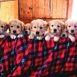 Golden Retriever Puppies from Valley Creek Farm