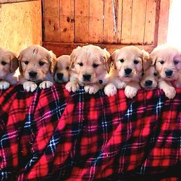 Golden Retriever Puppies from Valley Creek Farm