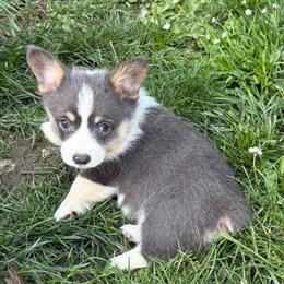 MICHAELANGELO (MICAH) - Blue male Pembroke Welsh Corgi puppy in Drain, Oregon from Sunnydale Corgis