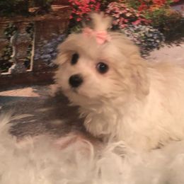 Shortcake - White female Maltese puppy in North Myrtle Beach, South Carolina from Perfect Puppies
