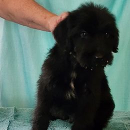 Boy 1 - male Giant Schnauzer puppy in Kokomo, Indiana from Tailwind Giant Schnauzers