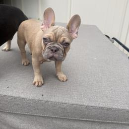 French Bulldog Puppies from Yellowstone Frenchies