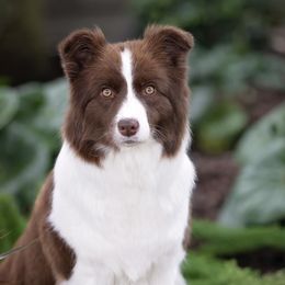 Coco - Border Collie