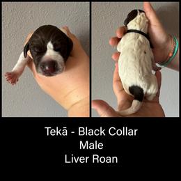 Teka - Liver roan male German Shorthaired Pointer puppy in Marshfield, Missouri from Pebblebrook German Shorthaired Pointers