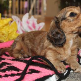 Jillian - Red female Dachshund puppy in Windsor, Colorado from Murry’s minis