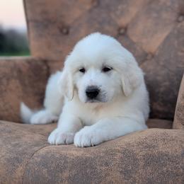 Boy 3 - White male Great Pyrenees puppy in Yakima, Washington from Naches Heights Ranch