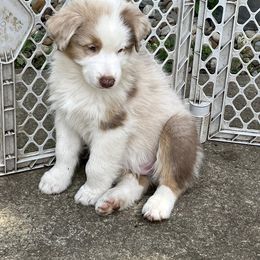 Australian Shepherd Puppies from Dawn Reid