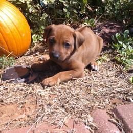 Maggie - Red wheaten female Rhodesian Ridgeback puppy in Carney, Oklahoma from River Run Parson Russell terriers & River Run Ridgebacks