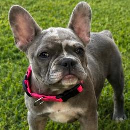 Maxine - Blue female French Bulldog puppy in Ottawa, Kansas from Hey Hey Frenchies