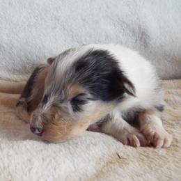 Domino - Blue merle and white male Collie puppy in New Mexico from Red Canyon