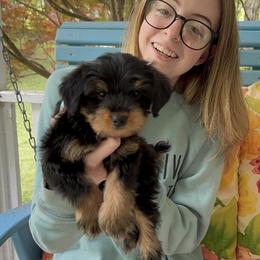 Yorkipoo and Yorkshire Terrier Puppies from Yorkie Oodle Doodle