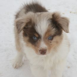 Tipper - Red merle male Miniature Australian Shepherd puppy in Fairview, South Dakota from Dakota Toy Aussies