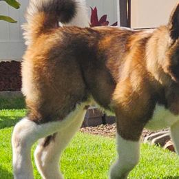 Romeo - Akita