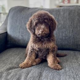 Canyon - Chocolate male Goldendoodle puppy in St George, Utah from Doodle Bears of Southern Utah