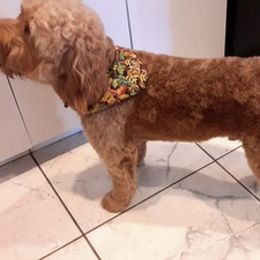 Goldendoodles from Lucas the Red F1 Mini Goldendoodle