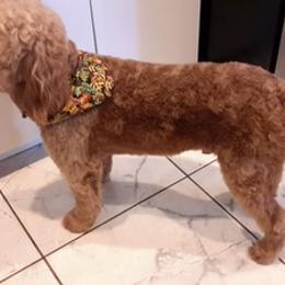 Goldendoodles from Lucas the Red F1 Mini Goldendoodle