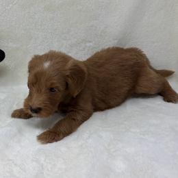 Donald - Apricot male Goldendoodle puppy in Casselberry, Florida from My Little Doodle