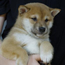 Shiba Inu Puppies from Veronika's Shiba Inus