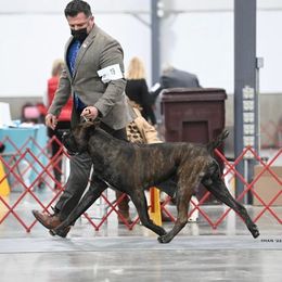 Cane Corso All Grown Up from Difesa Cane Corso