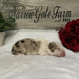 Raya - White and red merle female Border Collie puppy in Moody, Texas from Narrow Gate Farm
