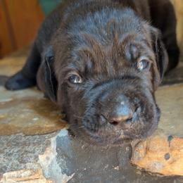 Pink Collar Female - Black female Cane Corso puppy in Jasper, Alabama from C&M Cane Corso