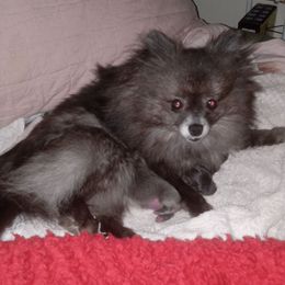 Moochi - Pomeranian