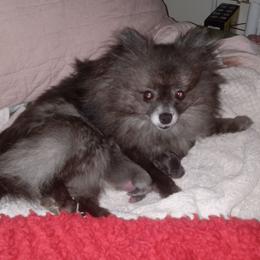 Moochi - Pomeranian