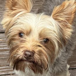 Yorkshire Terriers from Prestige Yorkies of Virginia