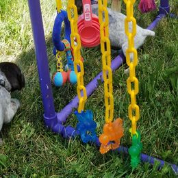 German Shorthaired Pointer Puppies from Hotwired GSPs