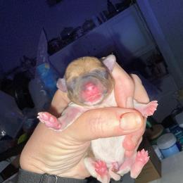 Chloe Pup 2 - White and tan male Toy Fox Terrier puppy in Clermont, Florida from Debbie Hiles's Toy Fox Terriers