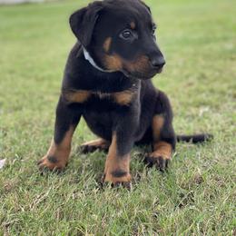 Beauceron and Doberman Pinscher Puppies from Elitehaus