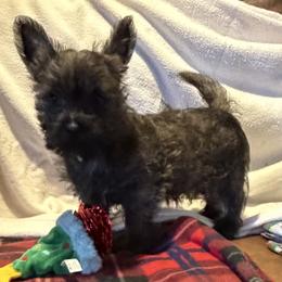Cairn Terrier puppies from Central Oregon Cairn Terriers