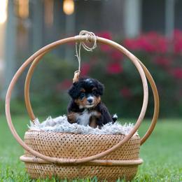Zulu - Tri-color female Bernedoodle puppy in Denham Springs, Louisiana from GimiPup Doodles